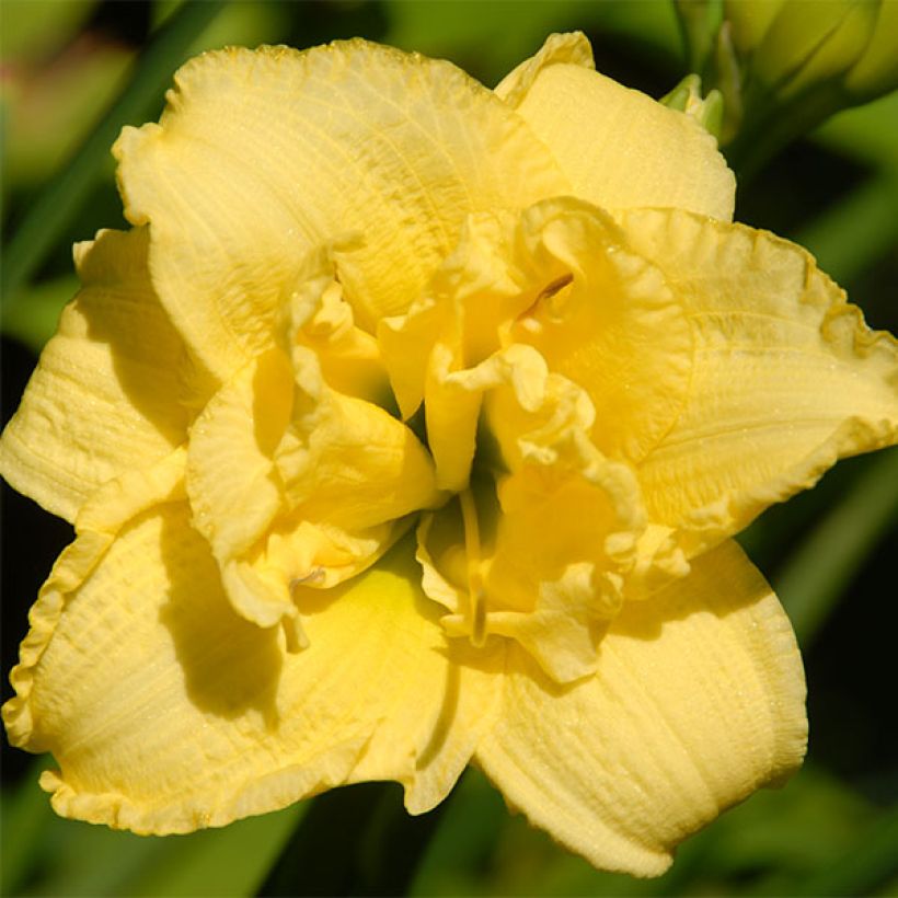 Hémérocalle Cabbage Flower - Lis d'un Jour (Floraison)