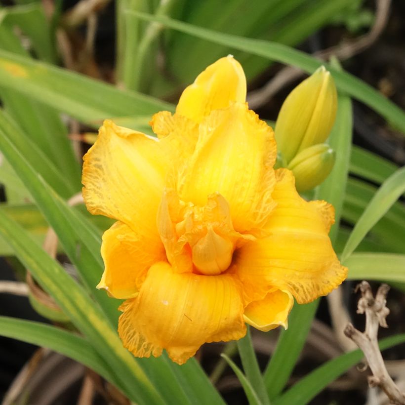 Hémérocalle Condilla - Lis d'un Jour double, jaune foncé. (Floraison)