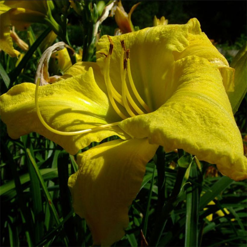 Hémérocalle Evening Bell - Lis d'un Jour (Floraison)