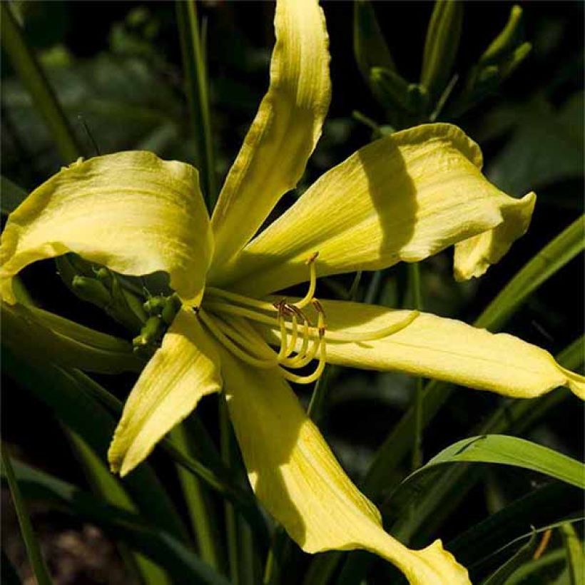 Hémérocalle Lady Fingers - Lis d'un Jour jaune pâle, type Spider. (Floraison)