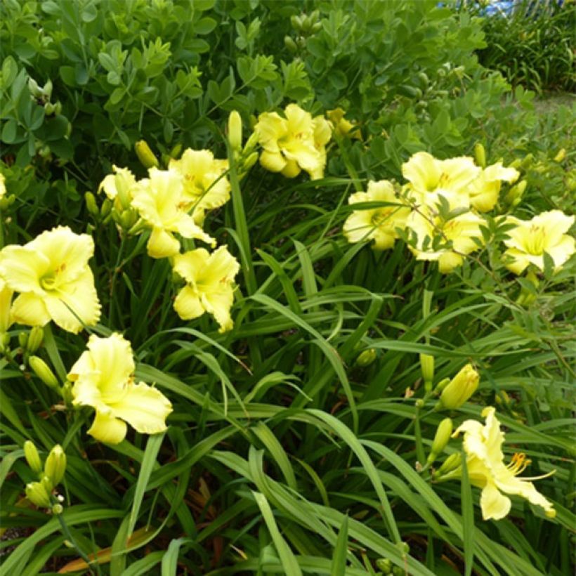 Hémérocalle Lemon Lyric - Lis d'un Jour jaune pâle (Floraison)