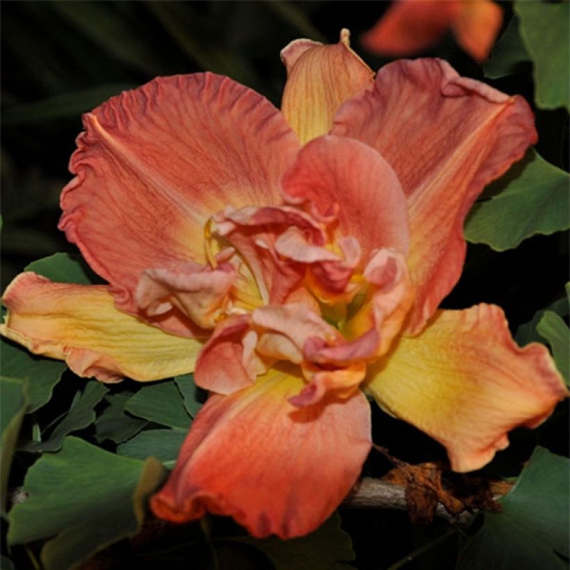 Hémérocalle Longfields Twins - Lis d'un Jour double, rouge et rose orangé (Floraison)