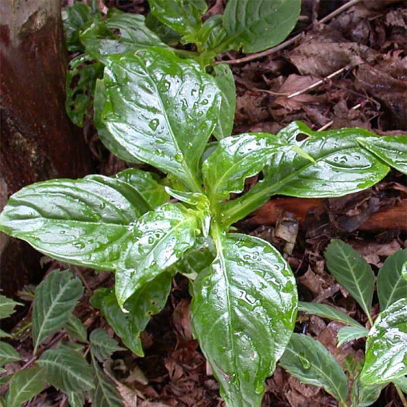 Hemiboea subcapitata (Feuillage)