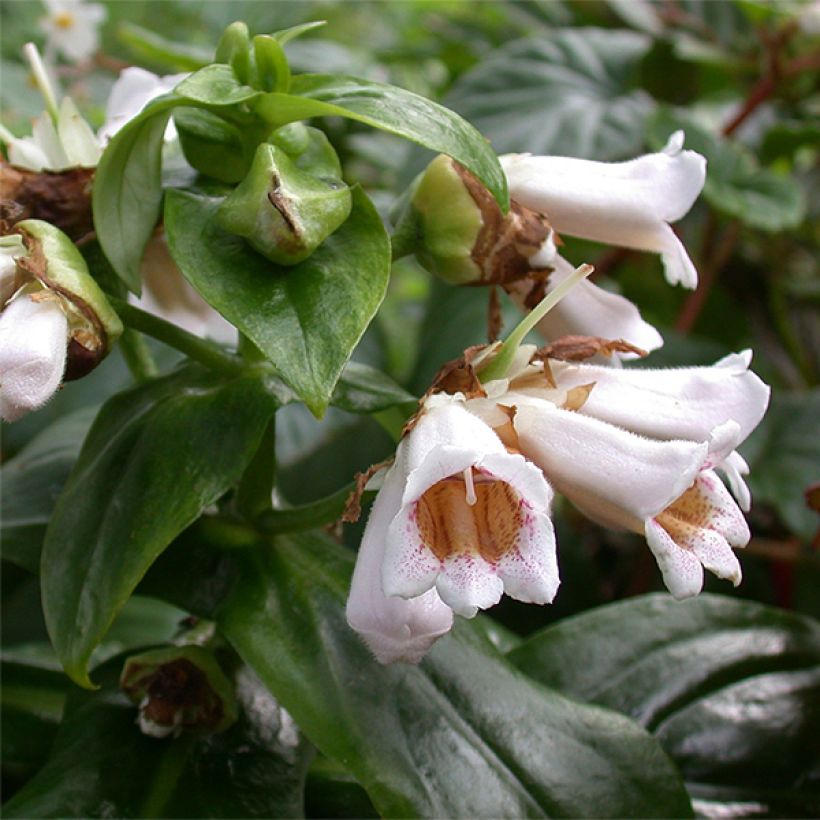 Hemiboea subcapitata (Floraison)