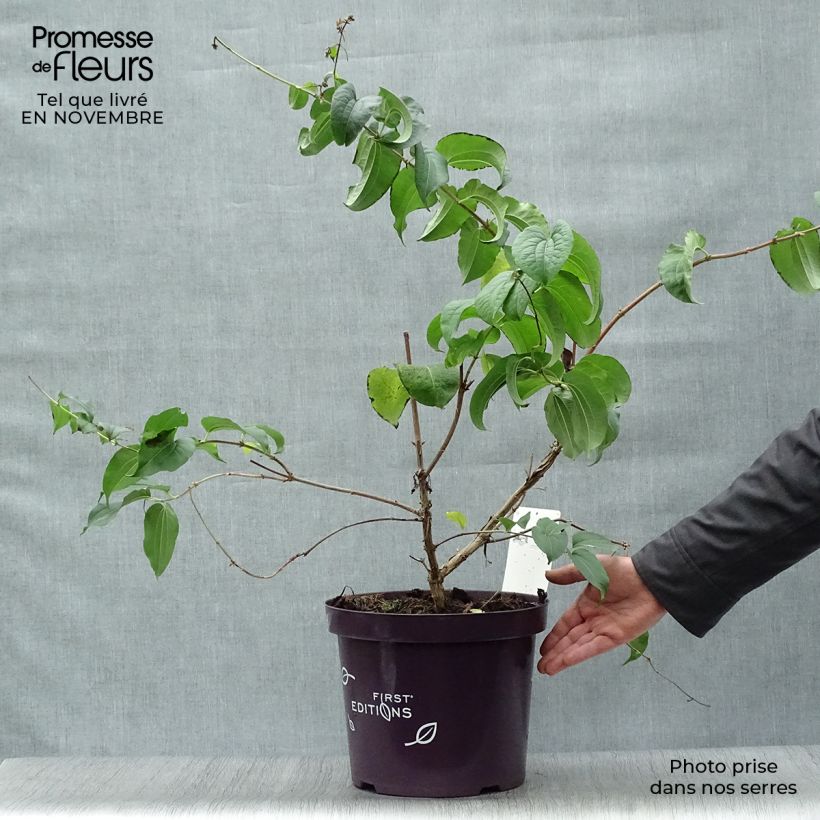 Spécimen de Heptacodium miconioides en pot de 3.5L tel que livré en automne