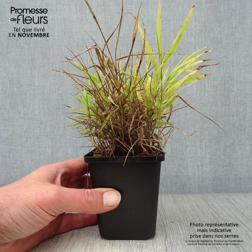 Spécimen de Herbe du Japon - Hakonechloa macra All Gold Godet de 9cm tel que livré en automne