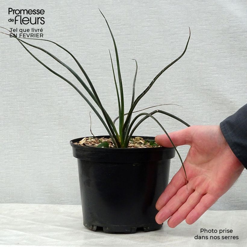 Spécimen de Hesperaloe parviflora Rubra - Yucca Rouge. Pot de 2L/3L tel que livré en hiver