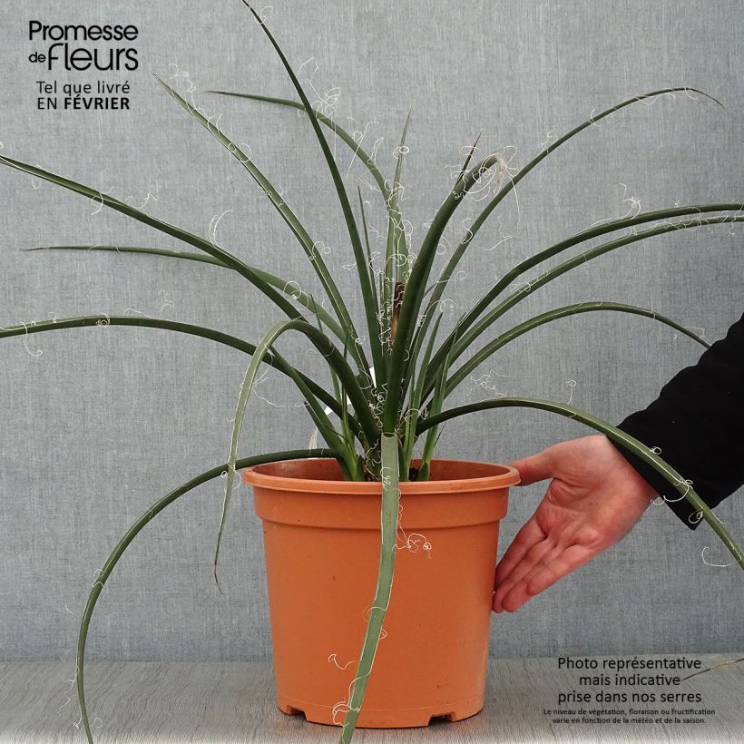 Spécimen de Hesperaloe parviflora - Yucca rouge Pot de 7,5L/10L tel que livré en hiver