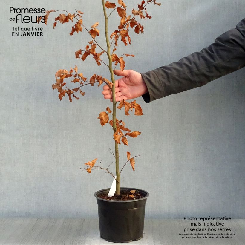 Spécimen de Hêtre commun - Fagus sylvatica en pot de 3L/4L tel que livré en hiver