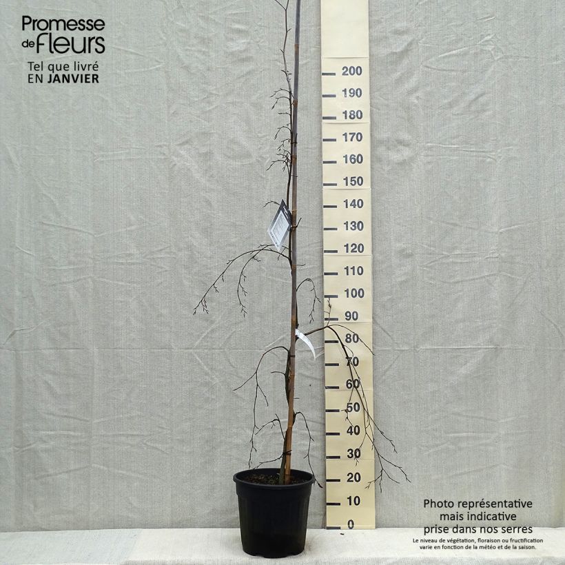 Spécimen de Hêtre pleureur - Fagus sylvatica Pendula en pot de 18L/20L tel que livré en hiver