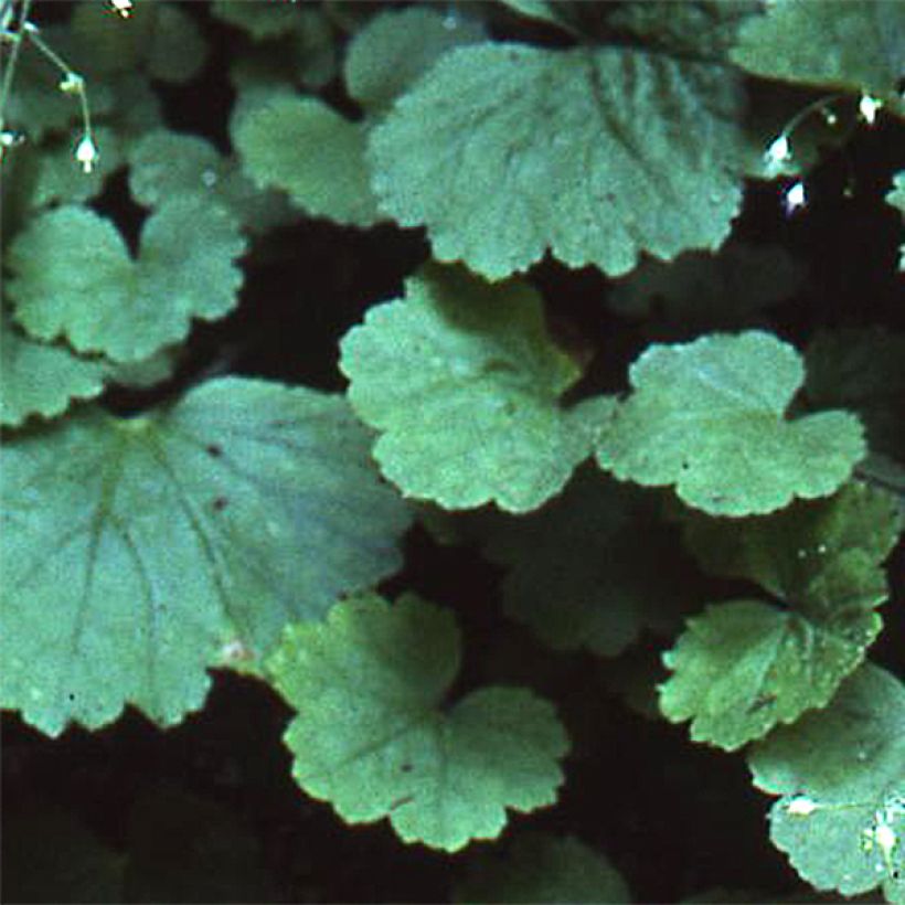 Heuchère - Heuchera parvifolia var. nivalis (Feuillage)