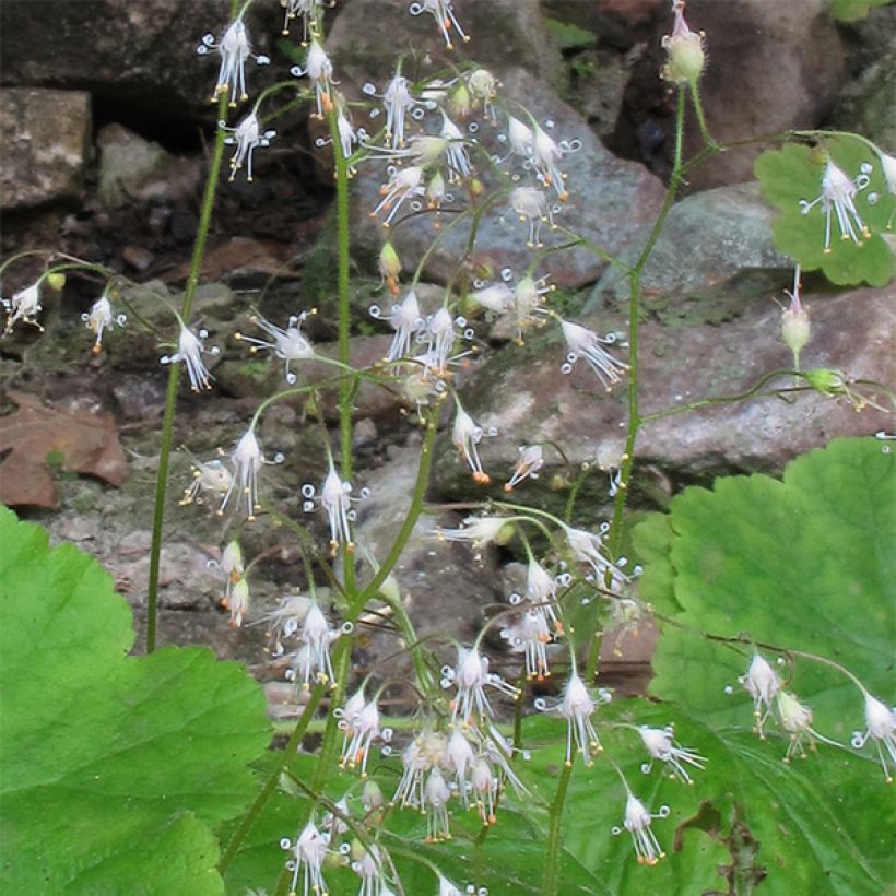 Heuchère - Heuchera parvifolia var. nivalis (Floraison)