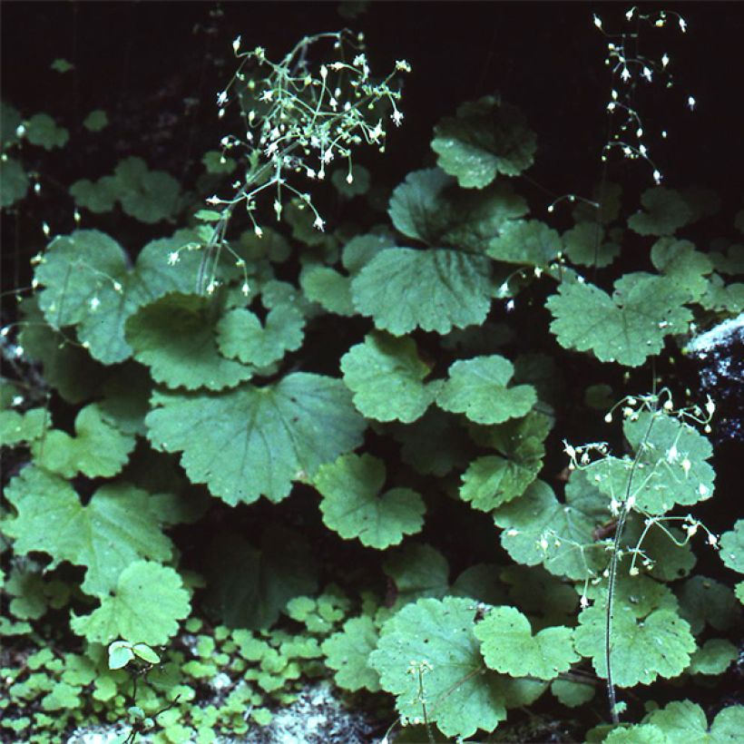 Heuchère - Heuchera parvifolia var. nivalis (Port)