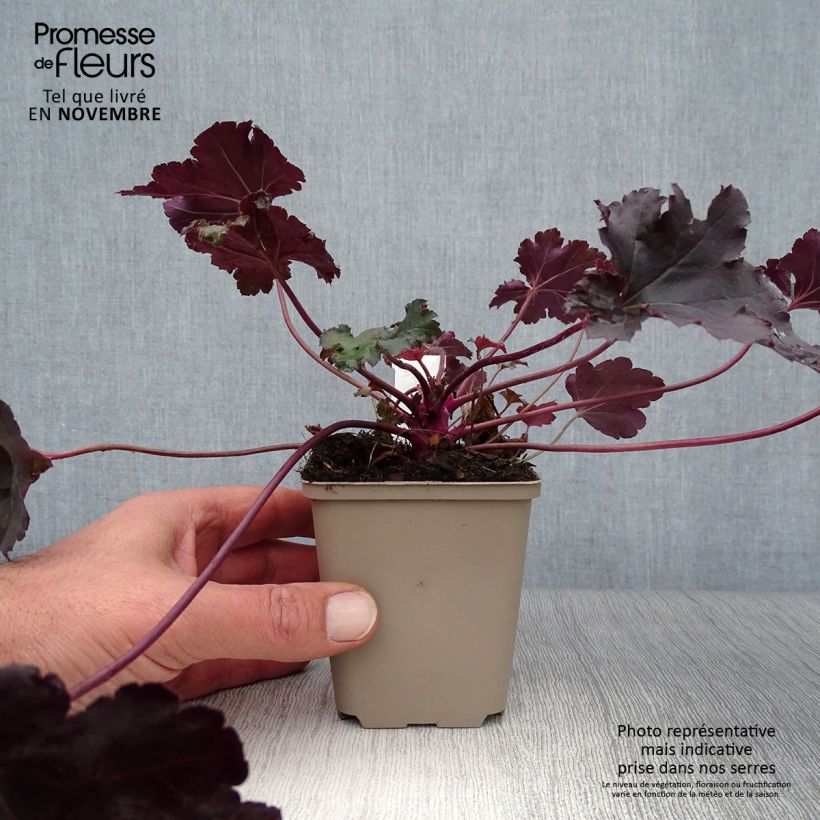 Spécimen de Heuchère - Heuchera Black Pearl en godet de 9 cm tel que livré en automne