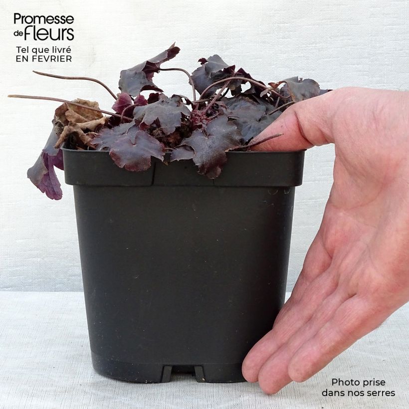 Spécimen de Heuchère - Heuchera Blackout en pot de 2L/3L tel que livré en hiver