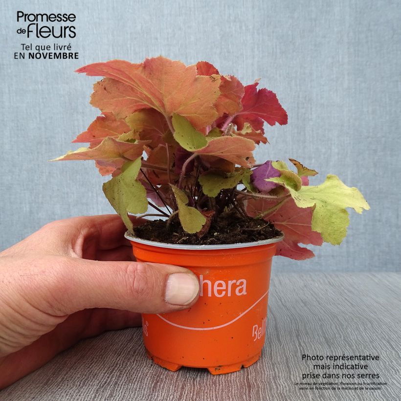 Spécimen de Heuchère - Heuchera Caramel en godet de 9 cm tel que livré en automne