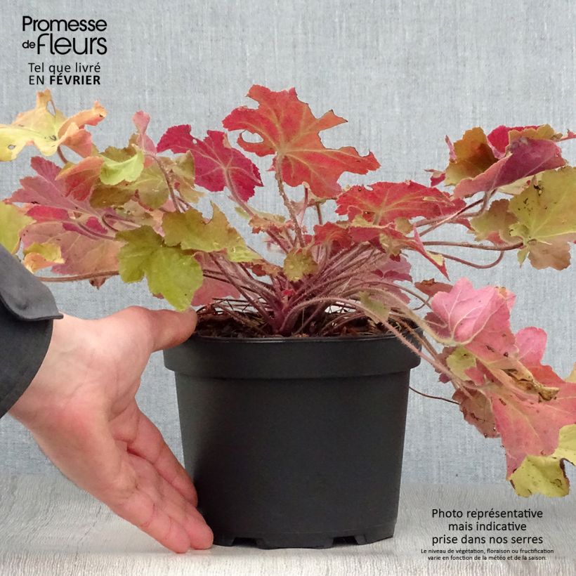 Spécimen de Heuchère - Heuchera Caramel en pot de 2L/3L tel que livré en hiver