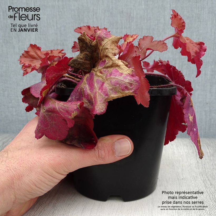 Spécimen de Heuchere - Heuchera Forever Red Pot de 1.5L./2L. tel que livré en hiver