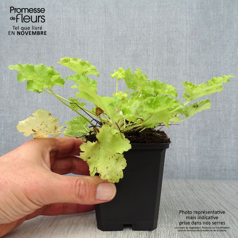 Spécimen de Heuchère - Heuchera Lime Rickey Godet de 9cm tel que livré en automne