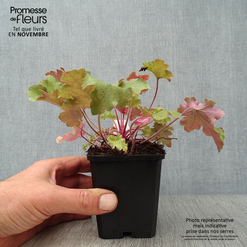 Spécimen de Heuchère - Heuchera Marmelade en godet de 9 cm tel que livré en automne