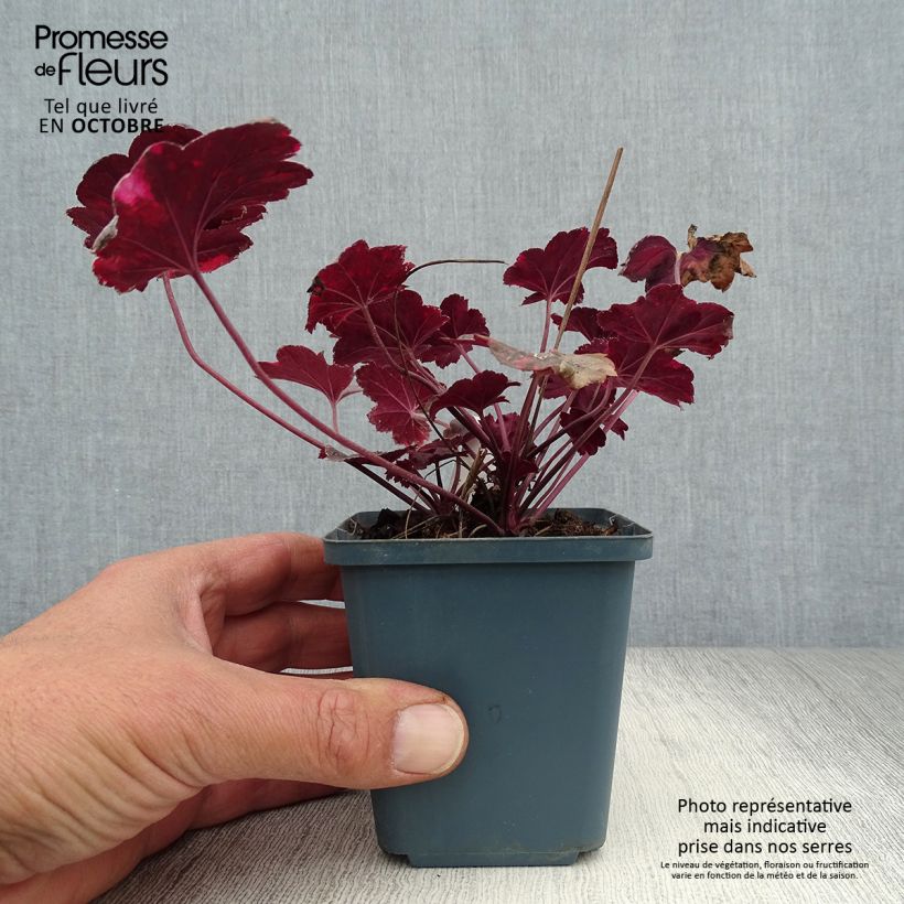 Spécimen de Heuchère - Heuchera Midnight Rose Godet de 9cm tel que livré en automne