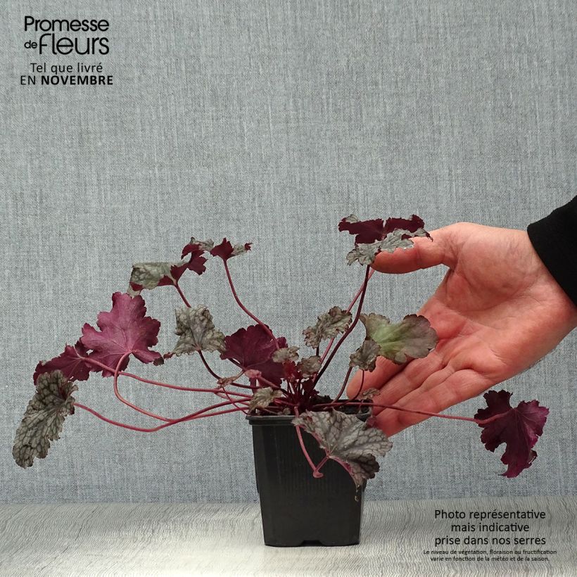 Spécimen de Heuchère, Heuchera Plum Pudding Godet de 9cm tel que livré en automne