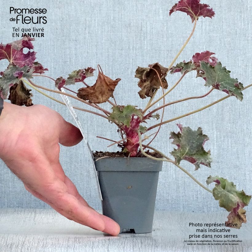 Spécimen de Heuchère - Heuchera Purple Petticoats Godet de 9cm tel que livré en hiver