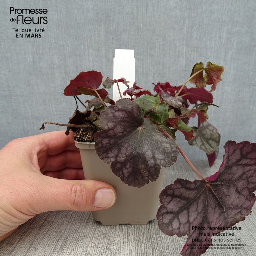 Spécimen de Heuchère - Heuchera Velvet Night Godet de 9cm tel que livré en hiver