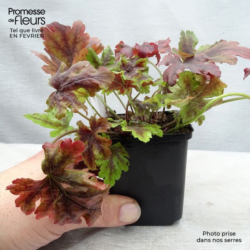 Spécimen de Heucherella Golden Zebra Godet de 9cm tel que livré en hiver