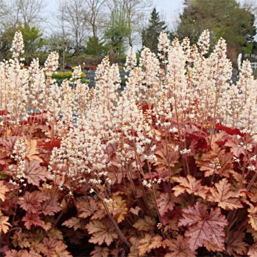 Heucherella Honey Rose (Floraison)