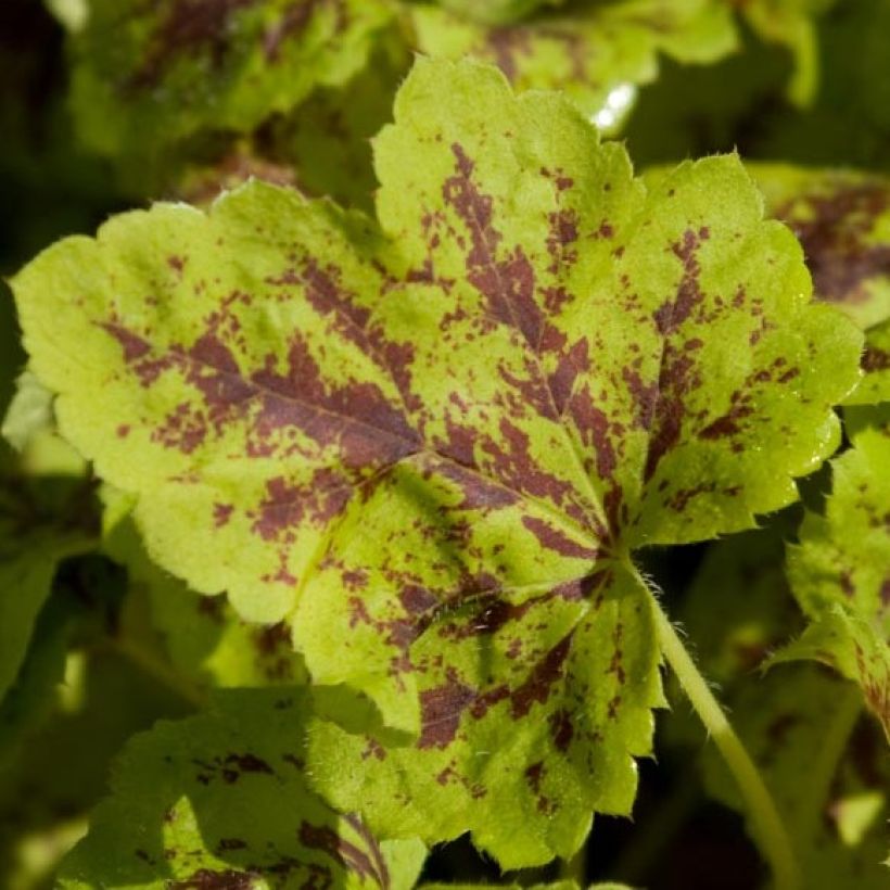 Heucherella Solar Power (Feuillage)