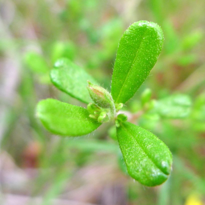 Hibbertia aspera - Fleur de Guinée (Feuillage)