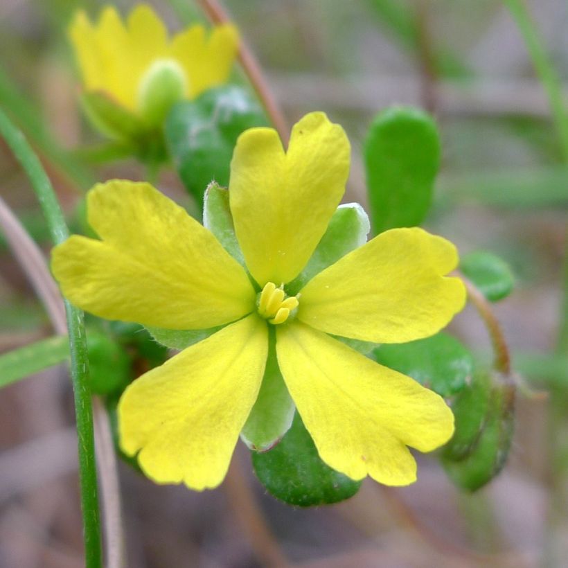 Hibbertia aspera - Fleur de Guinée (Floraison)