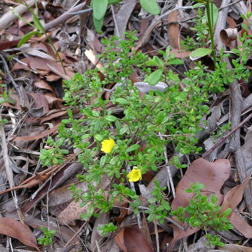 Hibbertia aspera - Fleur de Guinée (Port)