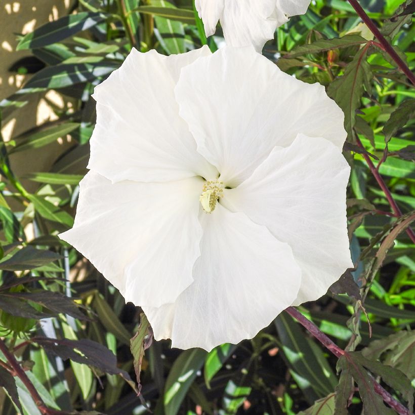 Hibiscus moscheutos Carousel Ghost - Hibiscus des marais (Floraison)