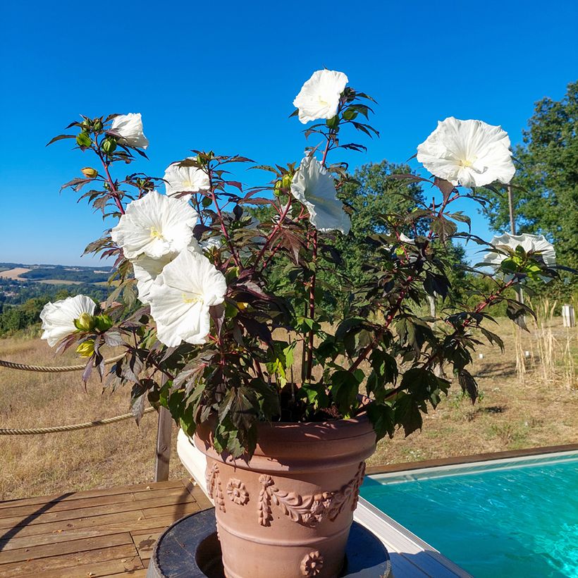 Hibiscus moscheutos Carousel Ghost - Hibiscus des marais (Port)