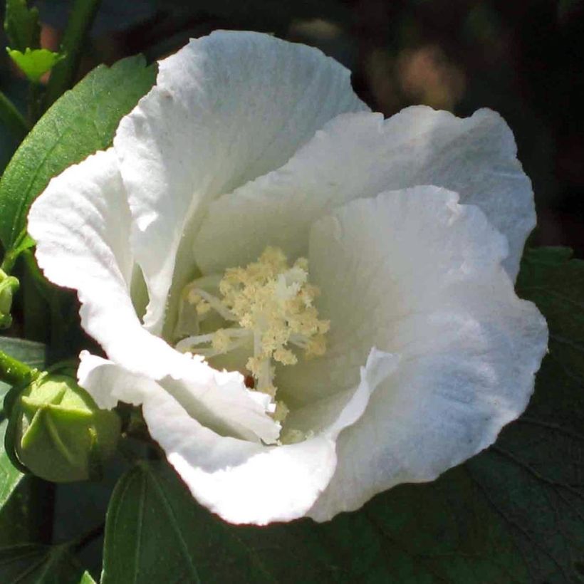 Hibiscus syriacus Diana - Althéa blanc (Floraison)