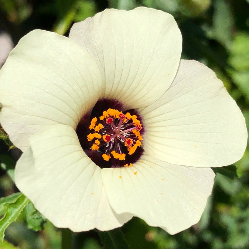 Hibiscus trionum - Ketmie d'Afrique, Fleur d'une heure (Floraison)