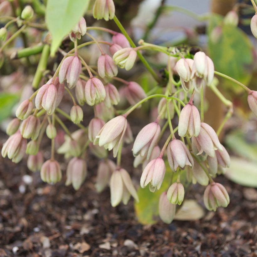 Holboellia traversii (Floraison)