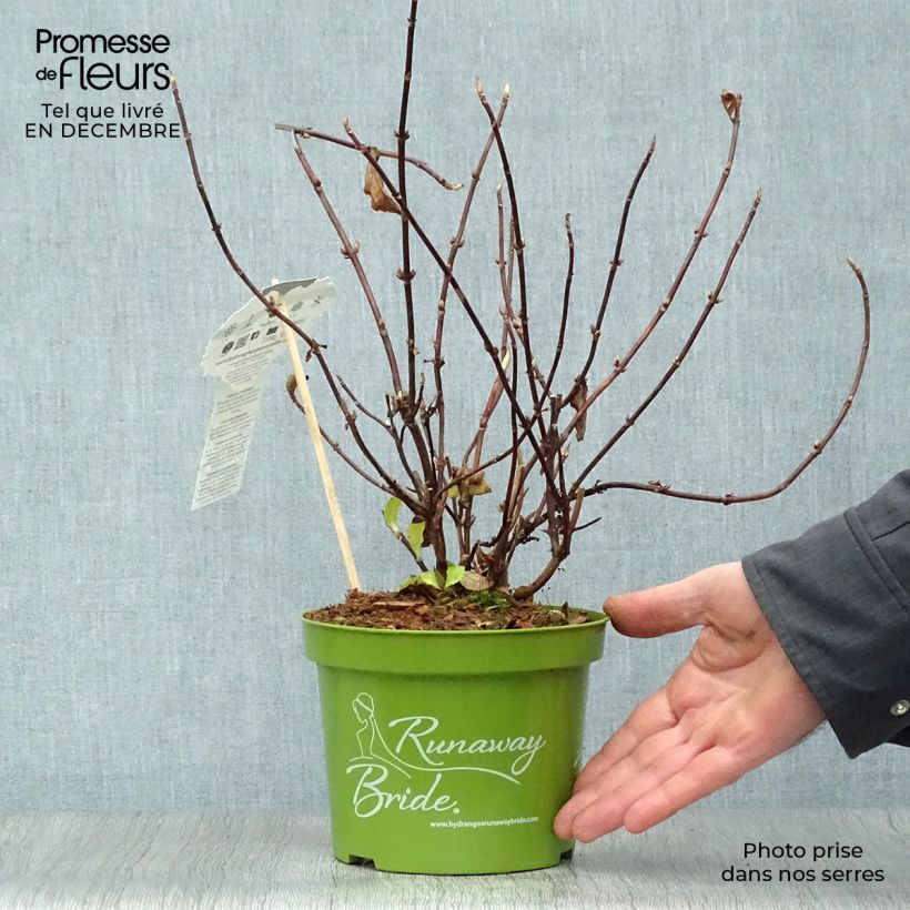 Spécimen de Hortensia - Hydrangea Runaway Bride pot de 1,5/2L tel que livré en hiver