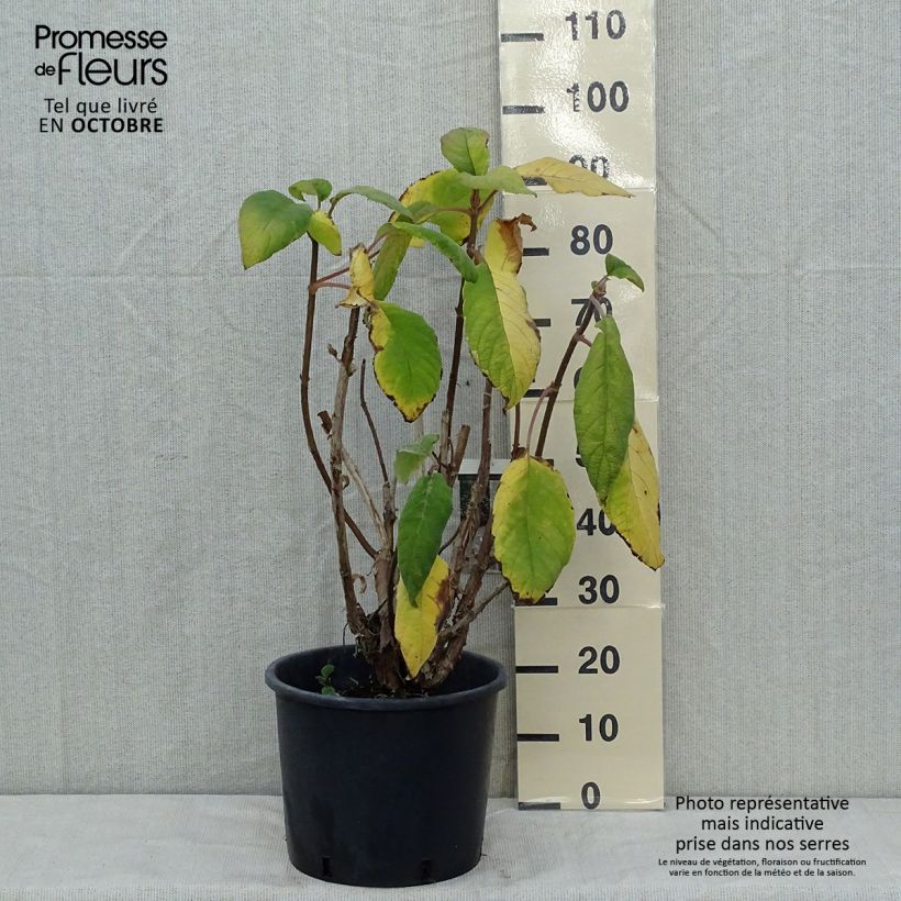 Spécimen de Hortensia - Hydrangea aspera Macrophylla  tel que livré en automne
