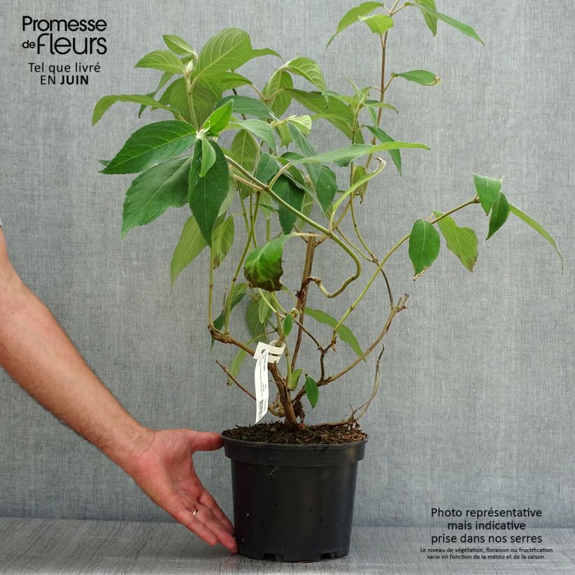 Spécimen de Hortensia - Hydrangea aspera villosa tel que livré en été