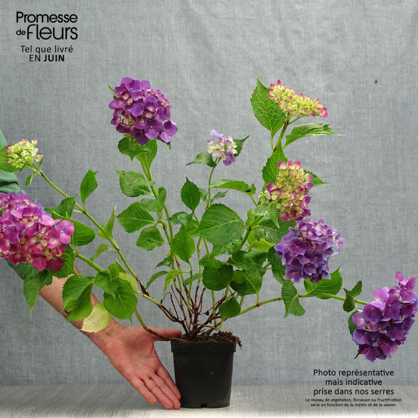 Spécimen de Hortensia - Hydrangea macrophylla Bodensee tel que livré en été