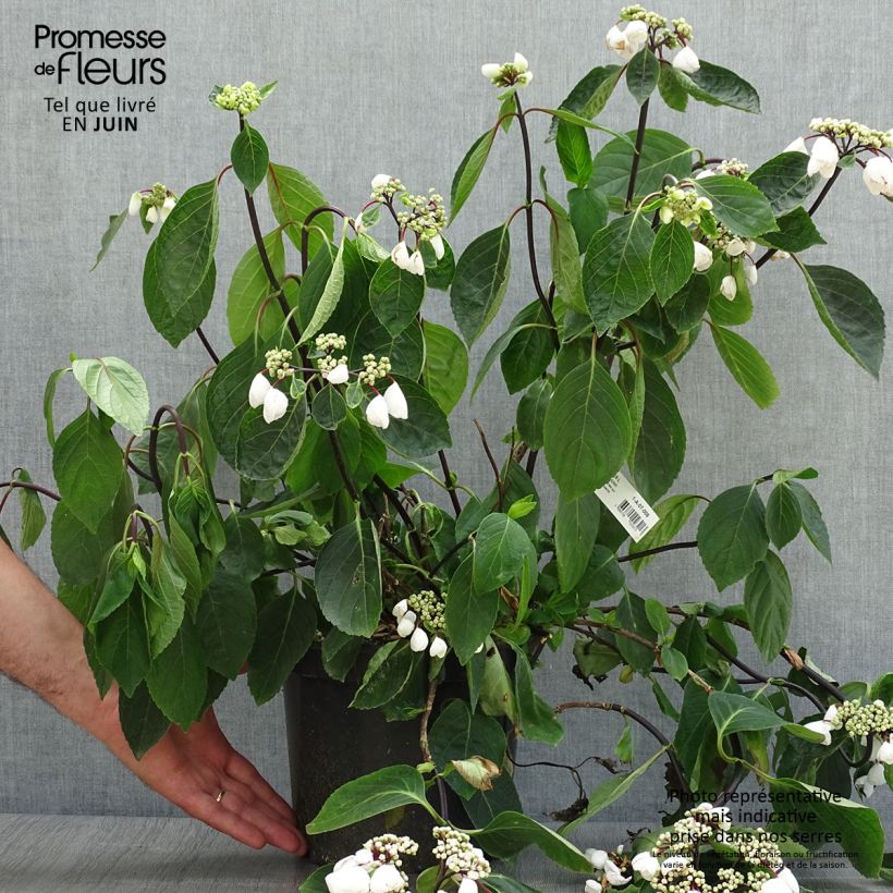Spécimen de Hortensia - Hydrangea macrophylla Choco Chic tel que livré en été