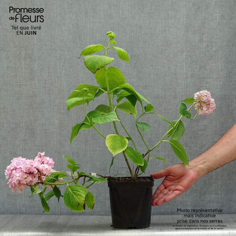 Spécimen de Hortensia - Hydrangea macrophylla Generale Vicomtesse de Vibraye tel que livré en été