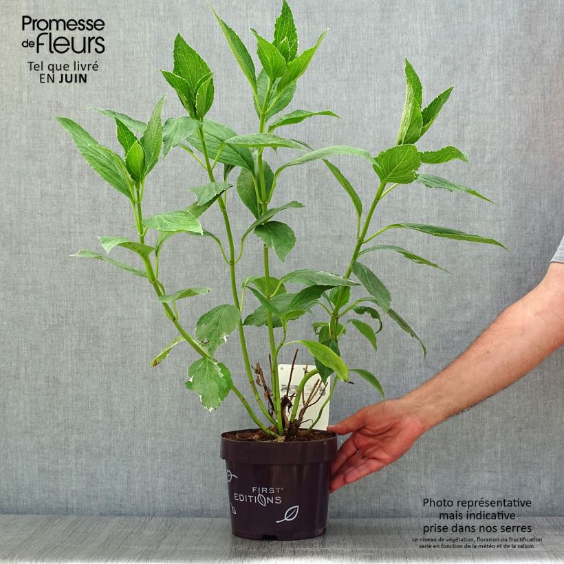 Spécimen de Hortensia - Hydrangea macrophylla Light'o'Day tel que livré en été