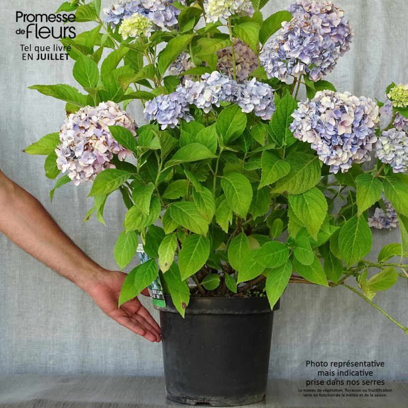 Spécimen de Hortensia - Hydrangea macrophylla Nikko Blue tel que livré en été
