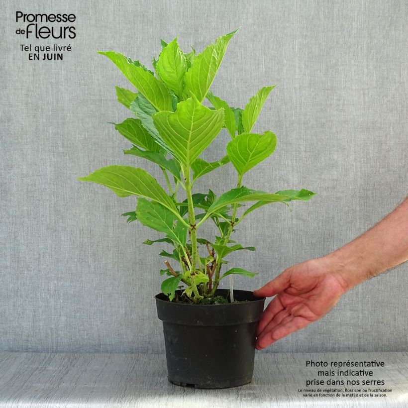 Spécimen de Hortensia - Hydrangea macrophylla Princess Diana tel que livré en été