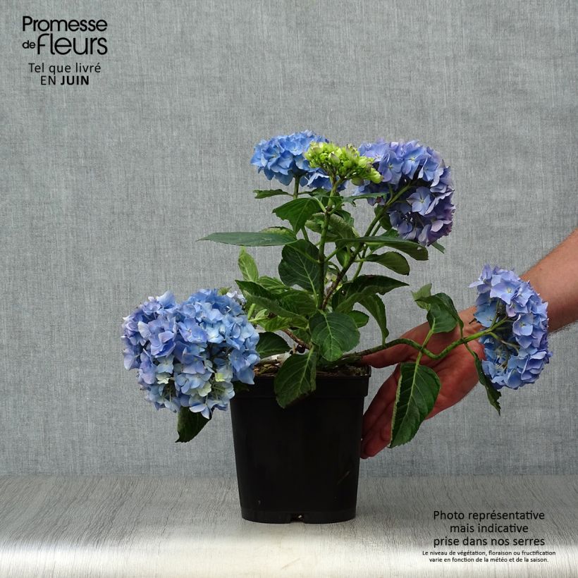 Spécimen de Hortensia - Hydrangea macrophylla Renate Steiniger tel que livré en été
