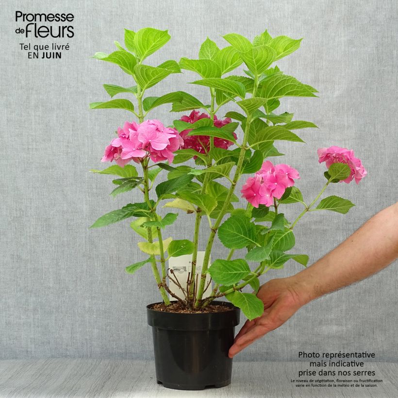 Spécimen de Hortensia - Hydrangea macrophylla Rosita tel que livré en été